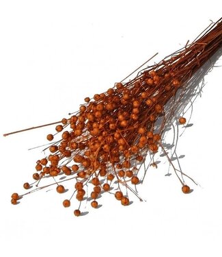 MyFlowers Orange dried flax | Orange Linum dried flowers | Length ± 55 cm | Per bunch
