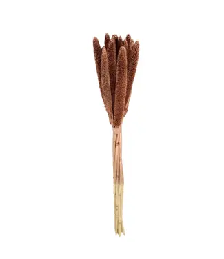 MyFlowers Dried Brown Babala | Pearl Millet Dried Flowers | Length ± 75 centimetres | Per 10 pieces