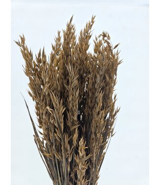 MyFlowers Coral Misty dried oats | Coral-coloured Avena dried flowers | Length 70 centimetres | Per bunch