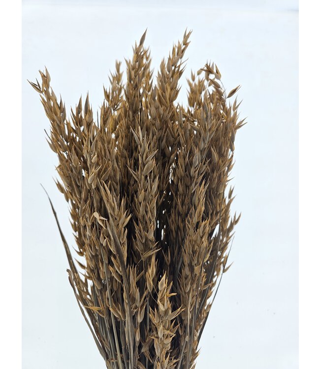 Coral Misty dried oats | Coral-coloured Avena dried flowers | Length 70 centimetres | Order per bunch