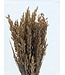 Avoine séchée Coral Misty | Fleurs séchées Avena couleur corail | Longueur 70 centimètres | Commande par bouquet
