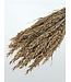 Coral Misty dried oats | Coral-coloured Avena dried flowers | Length 70 centimetres | Order per bunch