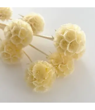 Casa Alegria Wit gebleekte Escabiosa | Scabiosa droogbloemen | Lengte 30 centimeter - Per 10 bloemen