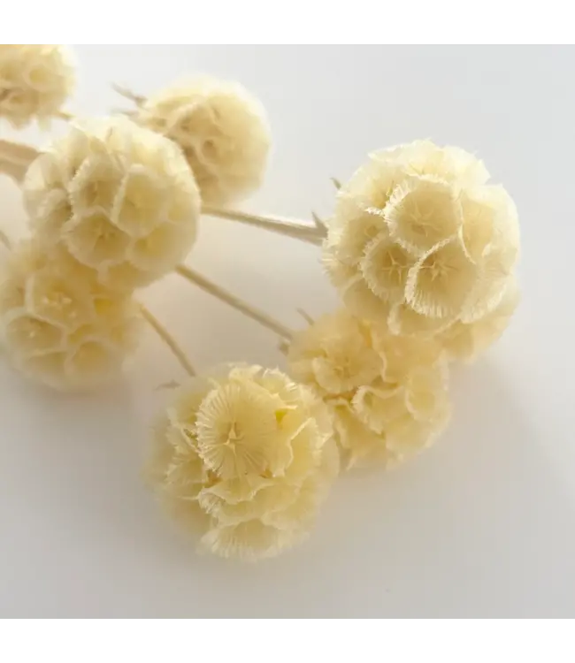 Escabiosa blanchie | Fleurs séchées de Scabiosa | Longueur 30 centimètres - Commande par 10 fleurs