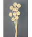 Escabiosa blanchie | Fleurs séchées de Scabiosa | Longueur 30 centimètres - Commande par 10 fleurs