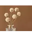 Escabiosa blanchie | Fleurs séchées de Scabiosa | Longueur 30 centimètres - Commande par 10 fleurs