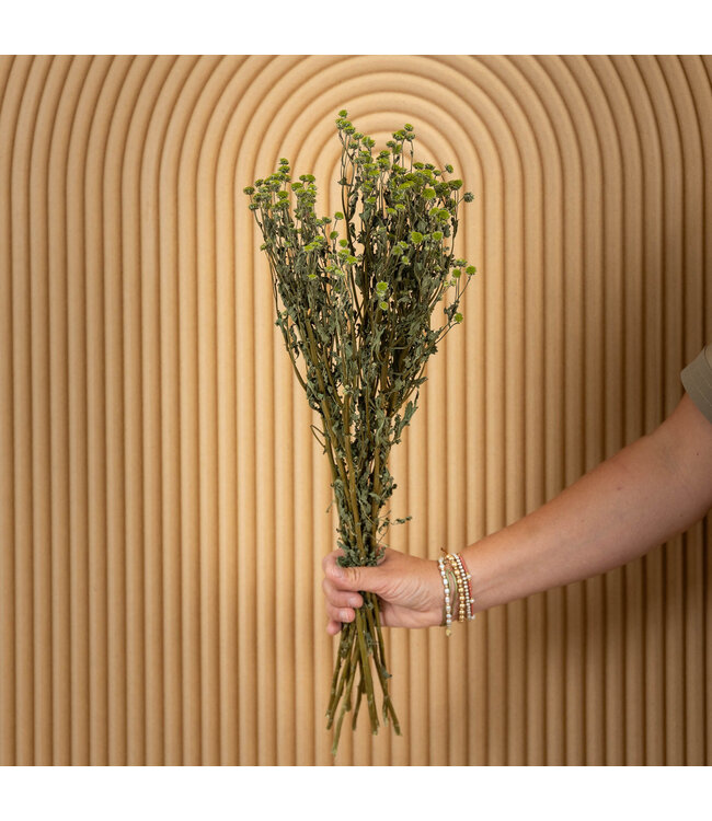Chrysanthème vert séché | Fleurs séchées de chrysanthème | Longueur 60 centimètres | Commande par bouquet