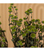Chrysanthème vert séché | Fleurs séchées de chrysanthème | Longueur 60 centimètres | Commande par bouquet