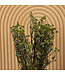 Chrysanthème vert séché | Fleurs séchées de chrysanthème | Longueur 60 centimètres | Commande par bouquet