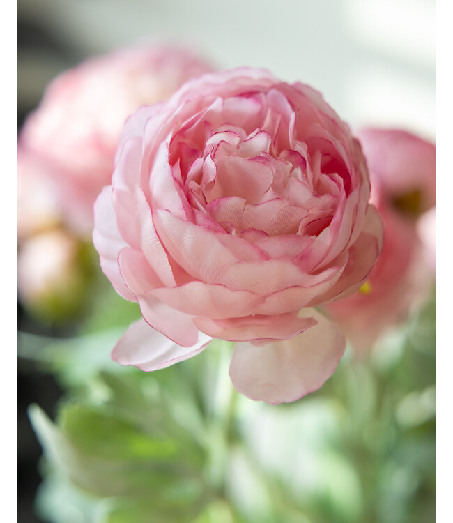 Roze Ranonkel zijden bloem "Pink Ranunculus" | Tak met 3 bloemen | Lengte 50 centimeter | Per tak te bestellen