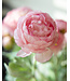 Roze Ranonkel zijden bloem "Pink Ranunculus" | Tak met 3 bloemen | Lengte 50 centimeter | Per tak te bestellen