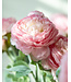 Roze Ranonkel zijden bloem "Pink Ranunculus" | Tak met 3 bloemen | Lengte 50 centimeter | Per tak te bestellen