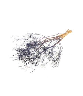 MyFlowers Dark blue dried Gold Screen | Dark blue Bupleurum dried flowers | Length ± 55 cm | Per bunch
