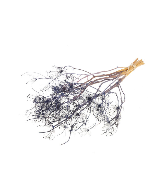 Dark blue dried Gold Screen | Dark blue Bupleurum dried flowers | Length ± 55 cm | Order per bunch