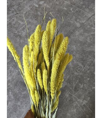 MyFlowers Setaria séché jaune fluo | Fleurs séchées de conifères | Longueur 65 centimètres | Par pièce