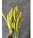 Setaria séché jaune fluo | Fleurs séchées de conifères | Longueur 65 centimètres | Commande par pièce