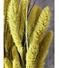 Setaria séché jaune fluo | Fleurs séchées de conifères | Longueur 65 centimètres | Commande par pièce