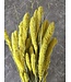 Setaria séché jaune fluo | Fleurs séchées de conifères | Longueur 65 centimètres | Commande par pièce