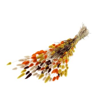 MyFlowers Earth tone bouquet Hare Tails | Terracotta Lagurus bouquet dried flowers | Length 60 centimetres | By bunch