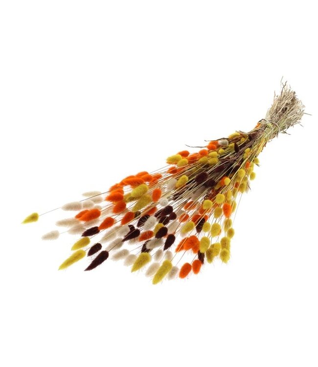 Terracotta Lagurus bouquet dried flowers | Length 60 centimetres | Order per bunch
