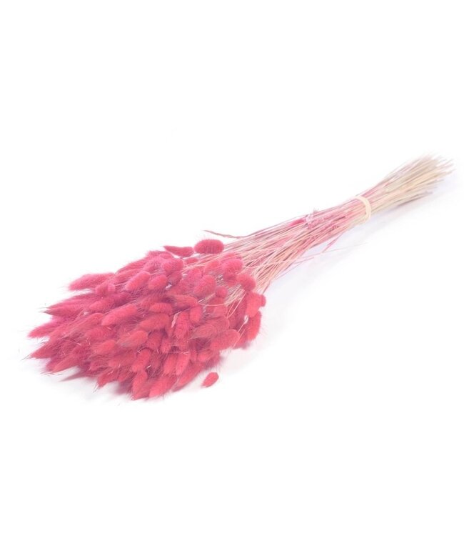 Queues de lièvres séchées roses | Fleurs séchées roses Lagurus Ovatus | Longueur ± 70 cm | Commande par bouquet