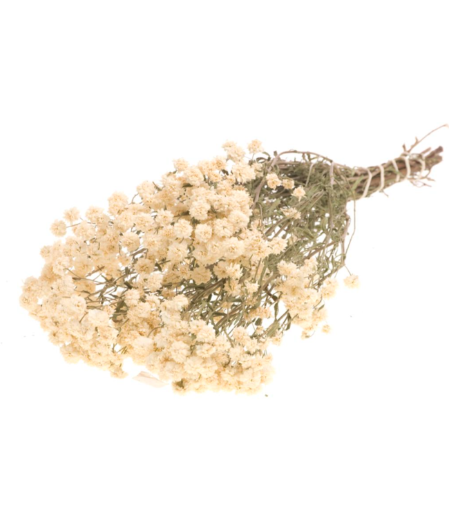 Fleurs séchées blanches de Wild Bertram | Fleurs séchées blanches d'Achillea Ptarmica | Longueur 40 centimètres | Commande par bouquet