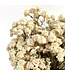 Fleurs séchées blanches de Wild Bertram | Fleurs séchées blanches d'Achillea Ptarmica | Longueur 40 centimètres | Commande par bouquet