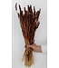 Blé séché brun intense | Fleurs séchées Triticum brun intense | Longueur ± 70 centimètres | Commande par grappe