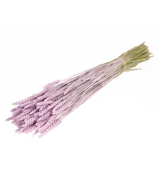 MyFlowers Blé séché Lilac Misty | Fleurs séchées Triticum Lilac Misty | Longueur ± 70 centimètres | Par botte