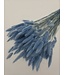 Lagurus séché Light Blue | Queue de lièvre fleurs séchées | Longueur 75 centimètres | À commander par bouquet
