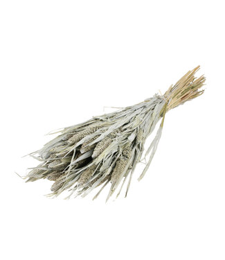 MyFlowers Setaria Italica gris brumeux | Setarea Italica gris brumeux fleurs séchées | Longueur ± 70 cm | Par bouquet
