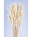 Gebleekte Phleum droogbloemen | Lengte 60 centimeter | 100 gram | Per bos te bestellen