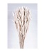 Phléole blanchie fleurs séchées | Longueur 60 centimètres | 100 grammes | À commander par bouquet