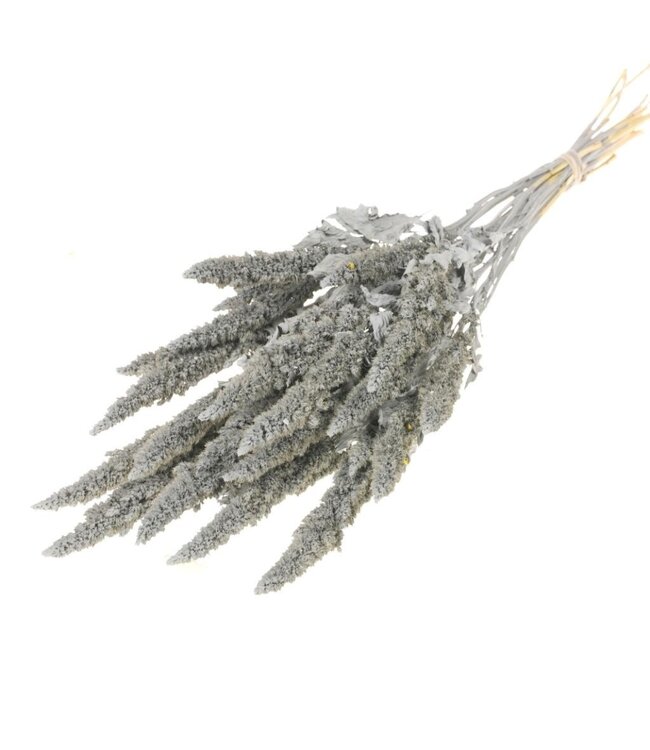 Amarante séchée gris brumeux | Amaranthus Cruentus gris fleurs séchées | Longueur ± 60 cm | Commande par bouquet