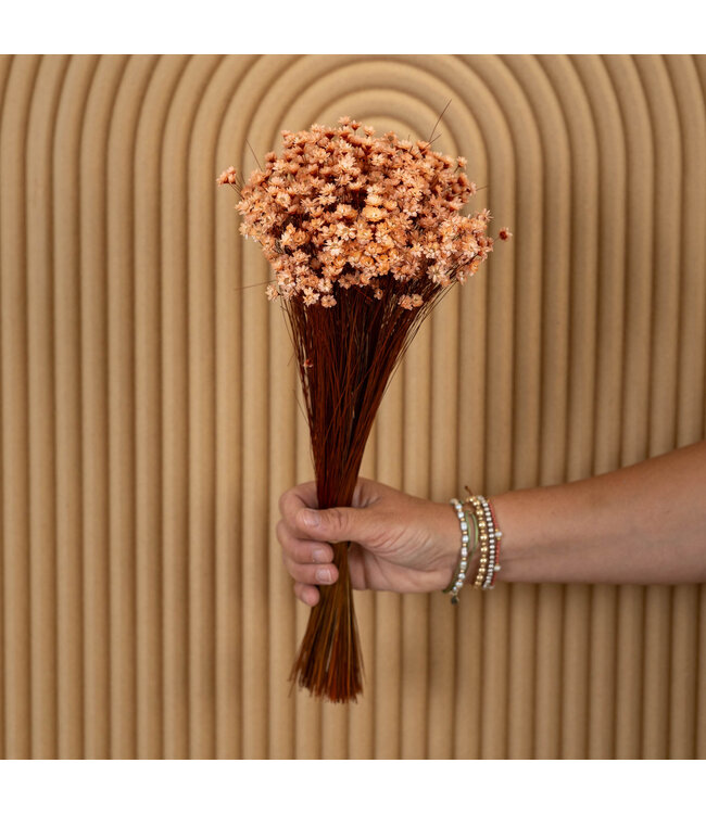 Lachsfarbene getrocknete Glixia-Sternblüten | Lachsfarbene getrocknete Glixia-Sternblüten | Länge ± 50 cm | Straußweise bestellen