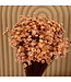Lachsfarbene getrocknete Glixia-Sternblüten | Lachsfarbene getrocknete Glixia-Sternblüten | Länge ± 50 cm | Straußweise bestellen