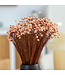 Salmon-coloured dried Glixia Star Flowers | Salmon-coloured dried Glixia Star Flowers | Length ± 50 cm | Order by bunch