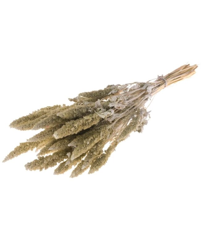 Amarante séchée White Misty | Amaranthus Cruentus fleurs séchées blanches | Longueur ± 60 cm | Commande par bouquet