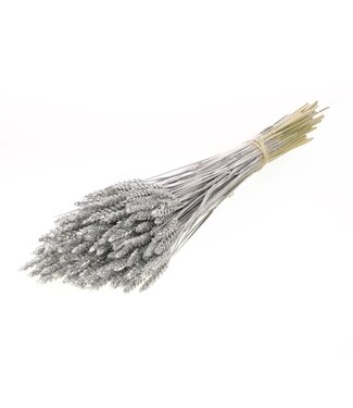 MyFlowers Blé séché argenté | Triticum argenté fleurs séchées | Longueur ± 70 centimètres | Par grappe