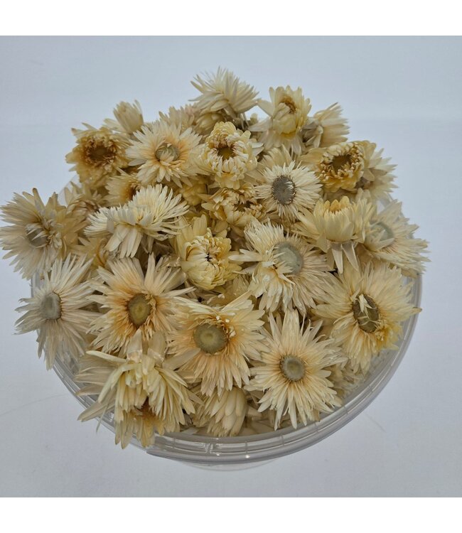 Têtes de Helichrysum blanches | Dans un seau refermable pratique | Disponible par 100 grammes