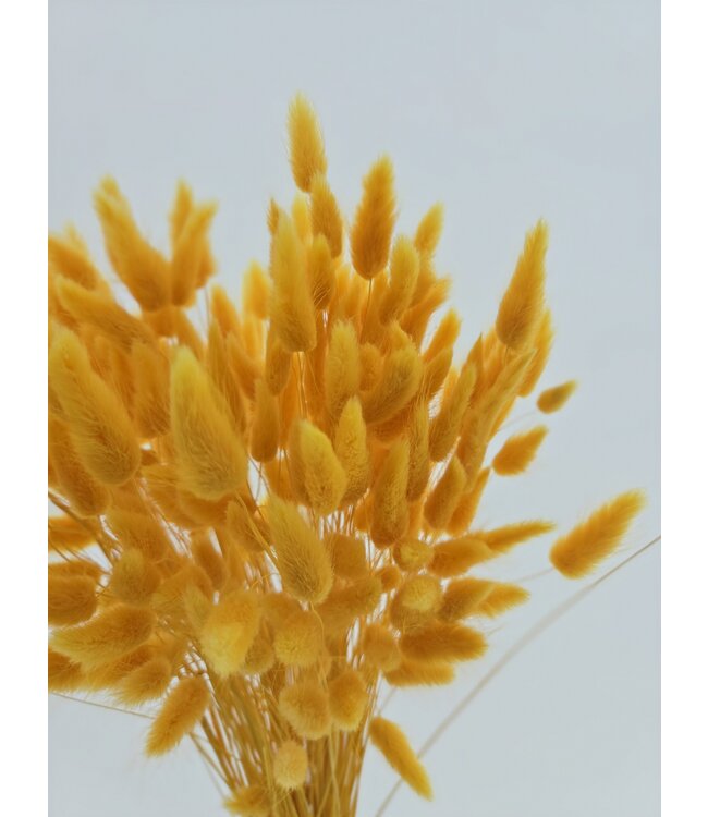 Lagurus séché Abricot | Fleurs séchées queue de lièvre | Longueur 75 centimètres | À commander par bouquet
