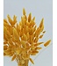 Lagurus séché Abricot | Fleurs séchées queue de lièvre | Longueur 75 centimètres | À commander par bouquet