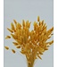 Lagurus séché Abricot | Fleurs séchées queue de lièvre | Longueur 75 centimètres | À commander par bouquet