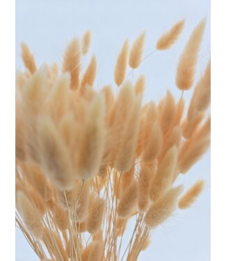 Dolce Vita Getrocknete Lagurus Pfirsich | Hasenschwanz-Trockenblumen | Länge 75 Zentimeter | Pro Bund