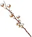 Dried cotton branches | 4 - 5 cotton bolls per branch | Length 40 - 50 centimetres | Available per branch