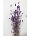 Herbe à canaris séchée violet Milka | Fleurs séchées de Phalaris violet Milka | Longueur ± 65 cm | Commande par bouquet