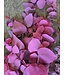 Pink preserved Eucalyptus Stuartiana | Length ± 60 cm | Ordered per bunch
