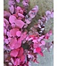 Pink preserved Eucalyptus Stuartiana | Length ± 60 cm | Ordered per bunch