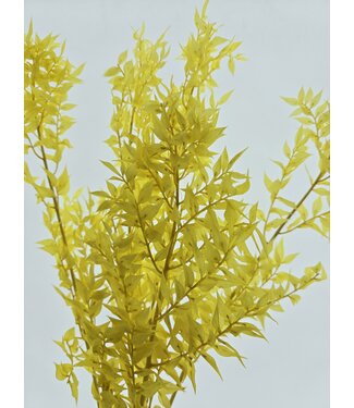 Dolce Vita Gelbe Ruscus-Trockenblumen | Länge 65 Zentimeter | Pro 5 Zweige