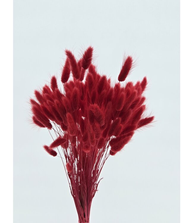 Lagurus séchée Rouge | Queue de lièvre fleurs séchées | Longueur 75 centimètres | À commander par bouquet
